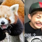 [시우민] 온 세상의 귀여운 <b>동물</b>과 닮은 시우민 >.<