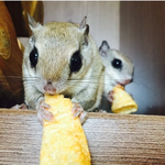 [교감] 꼬깔콘 <b>나팔</b> 불기 신동~! 하늘다람쥐 두루