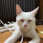 (후기)제 친구차에 모르는 고양이가 탑승했어요.