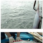 [이유있는] 자연산 홍어의 위엄