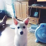 진돗개 엄마+스피츠아빠