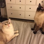 [고양이형제] 냥이<b>형제들</b>을 소개합니다! ;-)