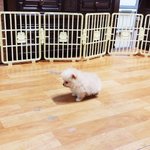 [크림일기] 크림이의 성장일기 1편