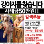 강아지를 찾습니다.찾을 수 있게 꼭 좀 봐주세요..갈색<b>푸들</b>입니다.