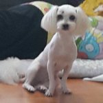 [댓글부탁해] 야 강아지 삐진거 어떻게 풀어줘...+수정