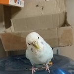 오늘 오후 5-6시경 부천시 <b>내동</b> 홈마트근처에서 애완새 보신분....