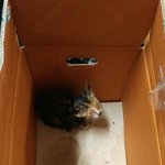 [함안길천사] <b>두눈</b>에 고름이 한가득인 채 버려진 새끼고양이.