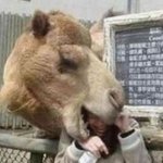 사람을 공격하는 동물의 <b>습격</b>