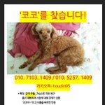 [강아지사랑] {{의왕시 내손동}} 갈색<b>푸들</b>찾습니다