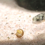 귀엽고 신기한 <b>바다생물</b> 움짤