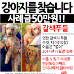 강아지를 찾습니다. (노원구쪽) 꼭! 봐주세요