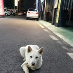 백구를 찾습니다 제발 ...(대구 본리네거리부근)