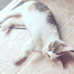 [고양이] 굴러들어온 나초 ~