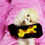 [크림일기] 크림이의 <b>성장</b>일기 2편