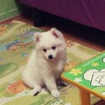 [댓글부탁해] 강아지 <b>종류</b>좀 알려주세요