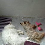 [고양이] 강아지와 고냥이의 동거