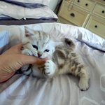 [수리노을] 침대점령