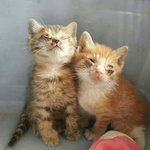 [함안길천사] <b>고름</b>으로 눈을 못떳던 두새끼냥이가 이렇게나 예뻐졌습니다...