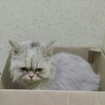 [함안길<b>천사</b>] 초등학생들에게 장난감 취급받다 구조된 페르시안