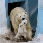 사랑스러운 <b>어미</b>와 아기 동물
