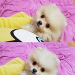 [크림일기] 3편 : 잠<b>만보</b> 크림이의 하루 일상