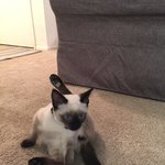 [고양이형제] 냥이<b>형제들</b>을 소개합니다! (2) >_<