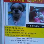 저희 하니를 찾아주세요
