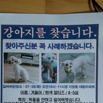 <b>청주</b>에서 말티즈강아지 찾고있어요!