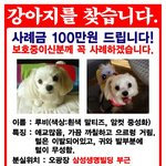[강아지사랑] 강아지를찾습니다!!!!!