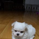 <b>짱구</b>짱구.ㅋ