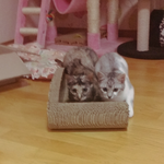 [고양이] 뚜꾸미  두번째°  뚜이야기