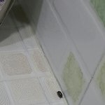 헐시바저벌레뭐임