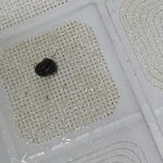 방금 벌레녀인데ㅠㅠㅠ