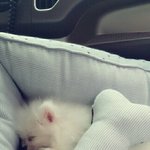 [강아지사랑] 울집애교쟁이 <b>박스</b>소개해요