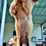[유기견] 동물이 아닌 기계 부속품에 불과했던 이름 없는 코카스파니엘...