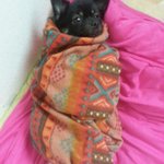 [강아지사랑] 못생긴 우리집 땅콩