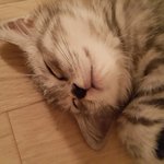 [별이] 스코티쉬 별이
