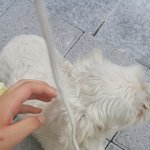 [꼭봐주세요] 동물보호법을강화해주세요 