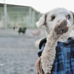 [유기견] 고된 운명에 한쪽 눈을 잃어버린 은수에게 희망을 주세요...