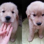 [3대천사견] 꽃미남 골든리트리버 재리 2탄 ^^!!!