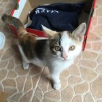 [고양이] 굴러들어온 나초 ~(ver.잠자리 <b>feat</b>.집사)