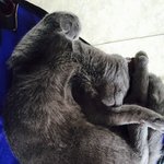 저희집 고양이 <b>요미</b>를 보셨나요??..