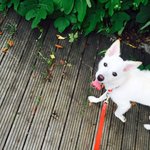 진돗개엄마+스피츠아빠