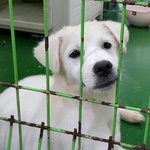 [함안길천사] 해외 입양을 진행중인 3개월 진도의 <b>임보처</b> 구합니다.