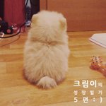 [크림일기] 5편 : 아기크림 스르륵 잠이 온다