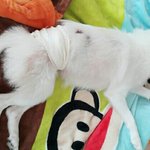 [우리백이] 강남역 <b>미친개</b>를 찾습니다.