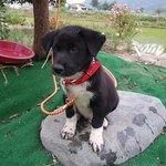 [강아지사랑] 시골장 출신 레오의 성장기<b>ing</b>~