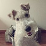 [강아지사랑] 경남 <b>사천</b>에서 잃어버린 강아지(모모)를 찾습니다....