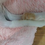 나의 동거남 <b>도칠</b>이 2차 미용