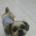 [함안길천사] 주인과 떨어져 하루아침에 바뀐 환경에 놓인 시<b>츄</b>남아.